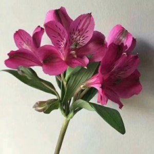海盛水仙百合-玫红色