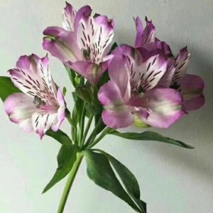 海盛水仙百合-紫色