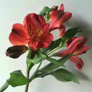 海盛水仙百合-红色