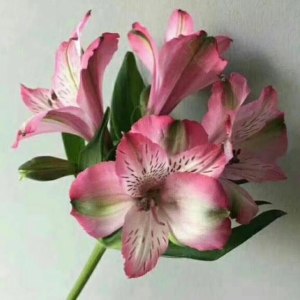 海盛水仙百合-深粉色