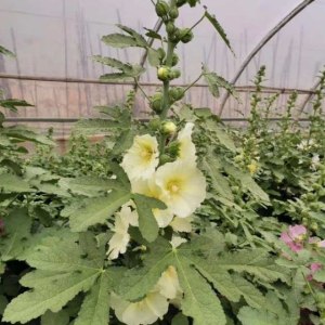 蜀葵··黄