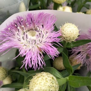 鸟巢菊