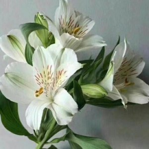水仙百合--白色