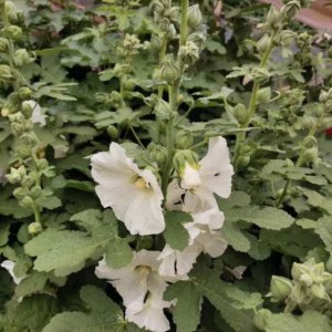 蜀葵··白