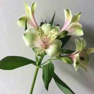 海盛水仙百合-绿色