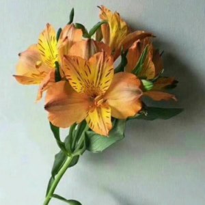 海盛水仙百合-橘色