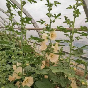 蜀葵··香槟