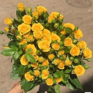 多头黄金甲