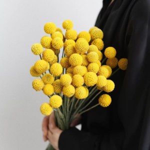 黄金球