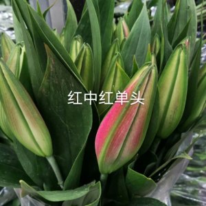 红中红一头