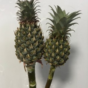 菠萝