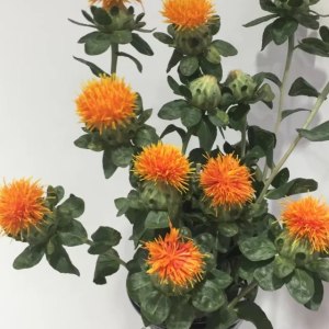橙菠萝