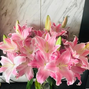 雷克萨斯一头