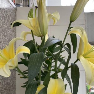 木门一头