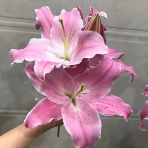 洛宾三头