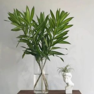 百合竹