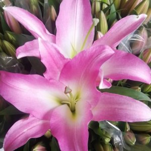 大师一头